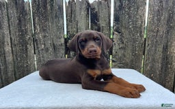 Doberman Pinscher dogs for sale: Buster - Image 1