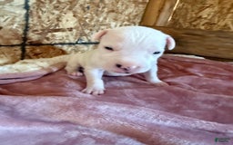 Dogo Argentino dogs for sale: M2 - Image 5