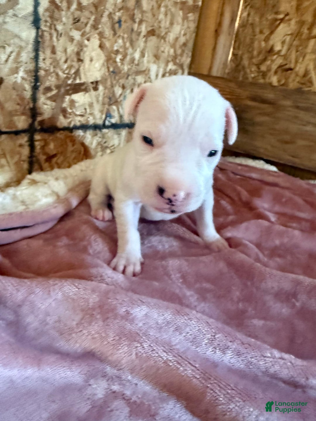 Dogo Argentino dogs for sale: M2 - Image 5
