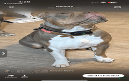 American Bully dogs for sale: Goldy - Image 12