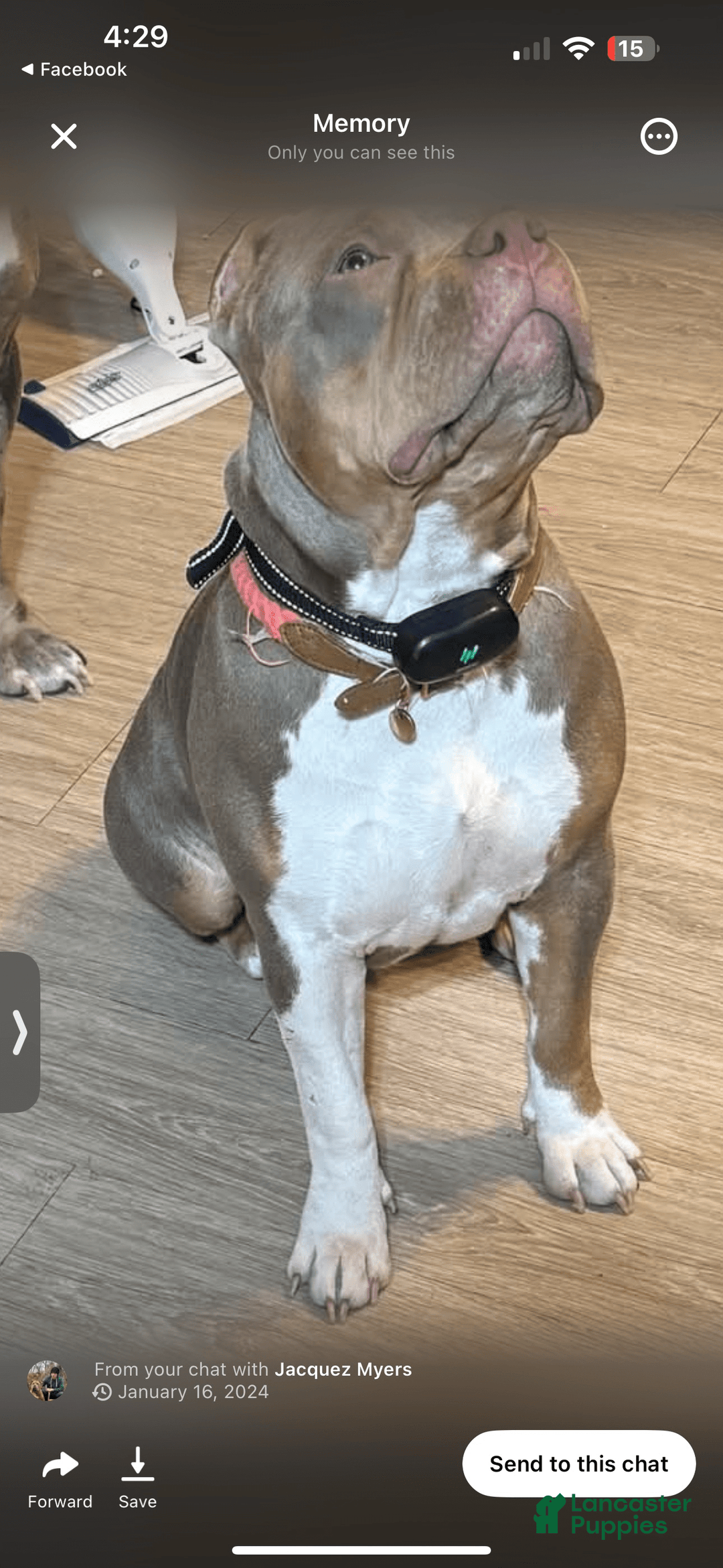 American Bully dogs for sale: Goldy - Image 12