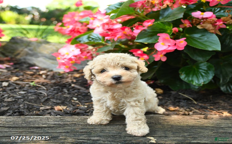 Bichpoo dogs for sale - Ad 3