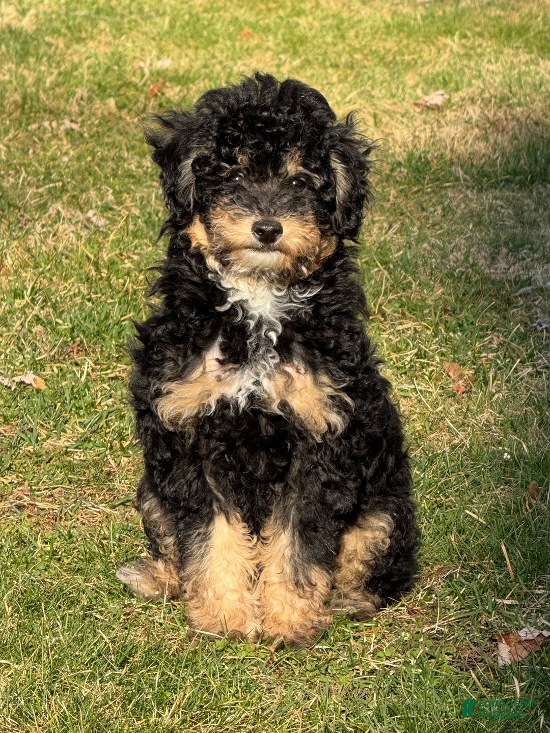 Yorkiepoo dogs for sale: Messie - Image 3