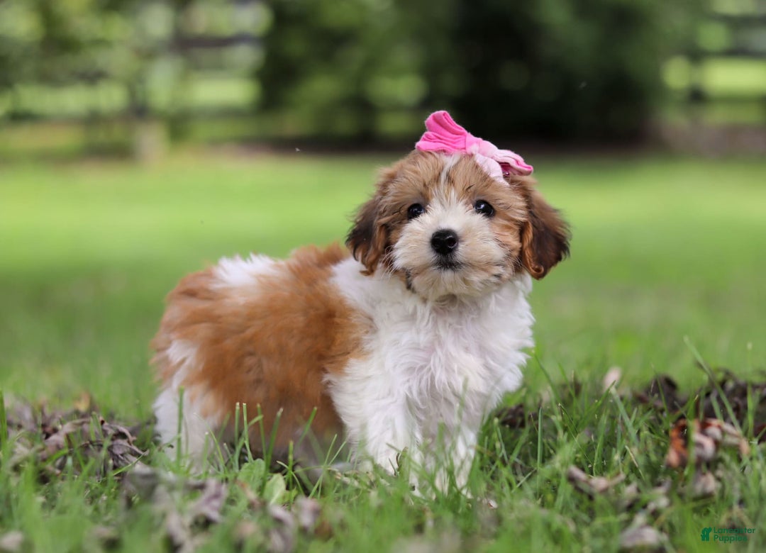 Shihpoo dogs for sale: Olivia - Image 5