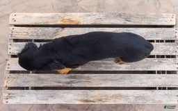 Miniature Dachshund dogs for sale: Tator Tot - Image 6