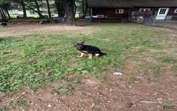 German Shepherd dogs for sale: Princess - Image 3
