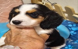 Dachshund dogs for sale: Jude - Image 1