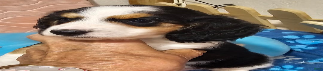Jude