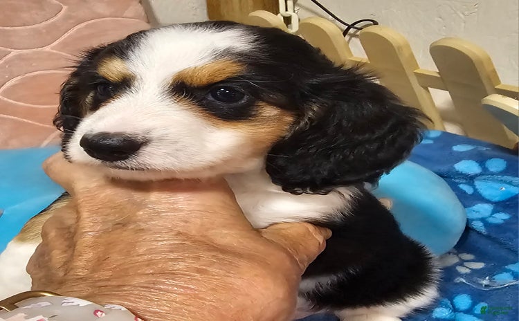 Dachshund dogs for sale - Ad 3