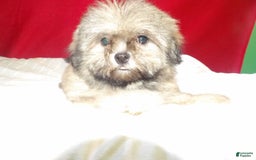 Teddy Bear dogs for sale: bruiser - Image 1