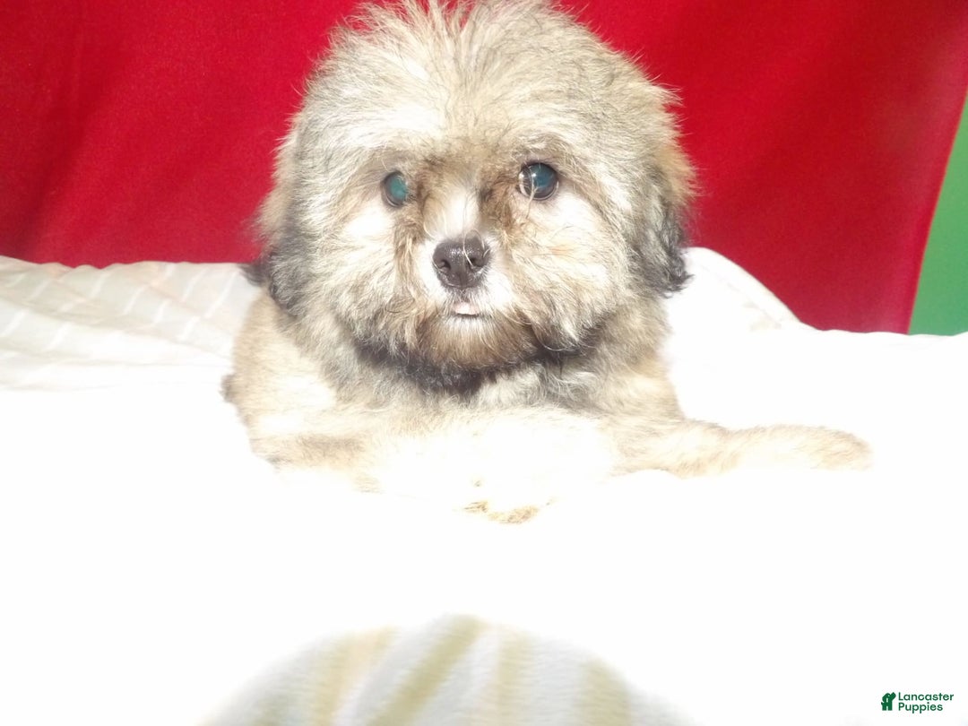 Teddy Bear dogs for sale: bruiser - Image 1
