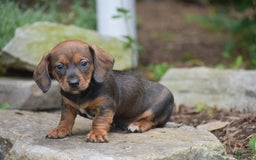 Dachshund dogs for sale: Weston - Image 7