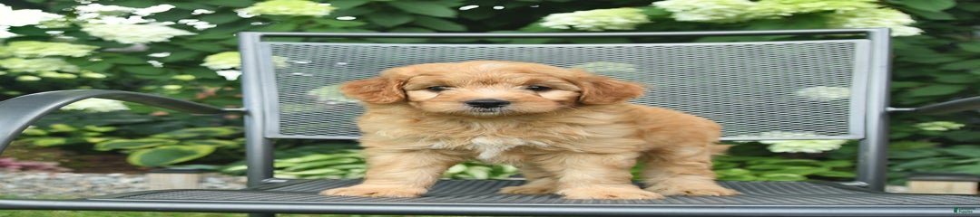 Luca