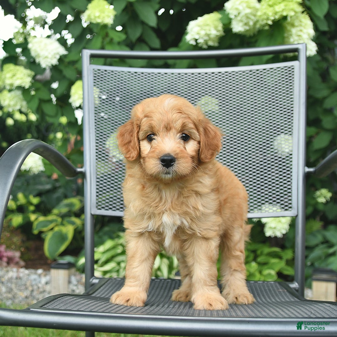 Mini Goldendoodle dogs for sale: Luca - Image 5