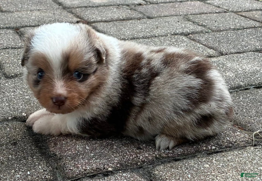  dogs for sale: Sailor - Image 1