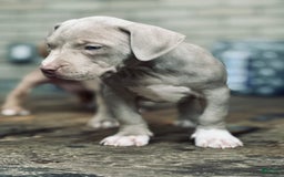 American Bully dogs for sale: Loc - Image 9