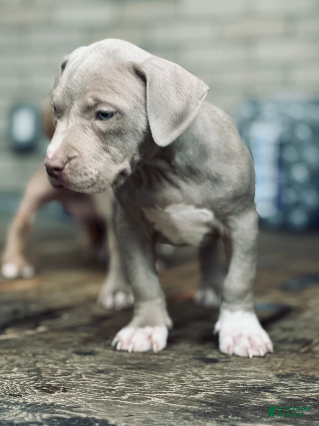 American Bully dogs for sale: Loc - Image 9