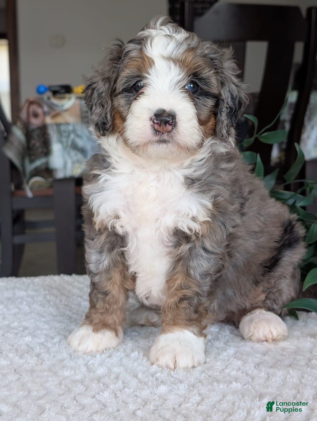 Mini Bernedoodle dogs for sale: Allie - Image 25