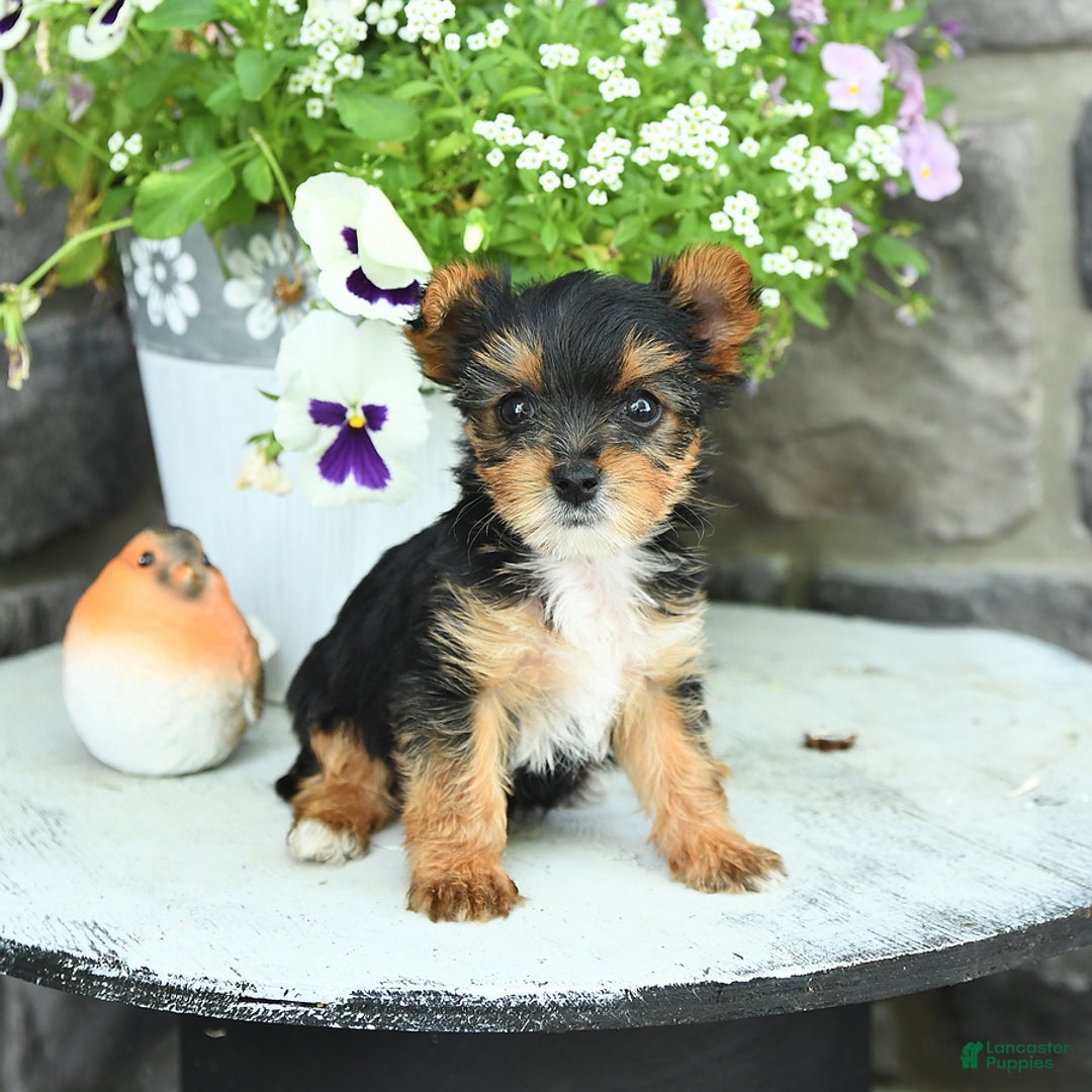Yorkshire Terrier dogs for sale: Molly - Image 4