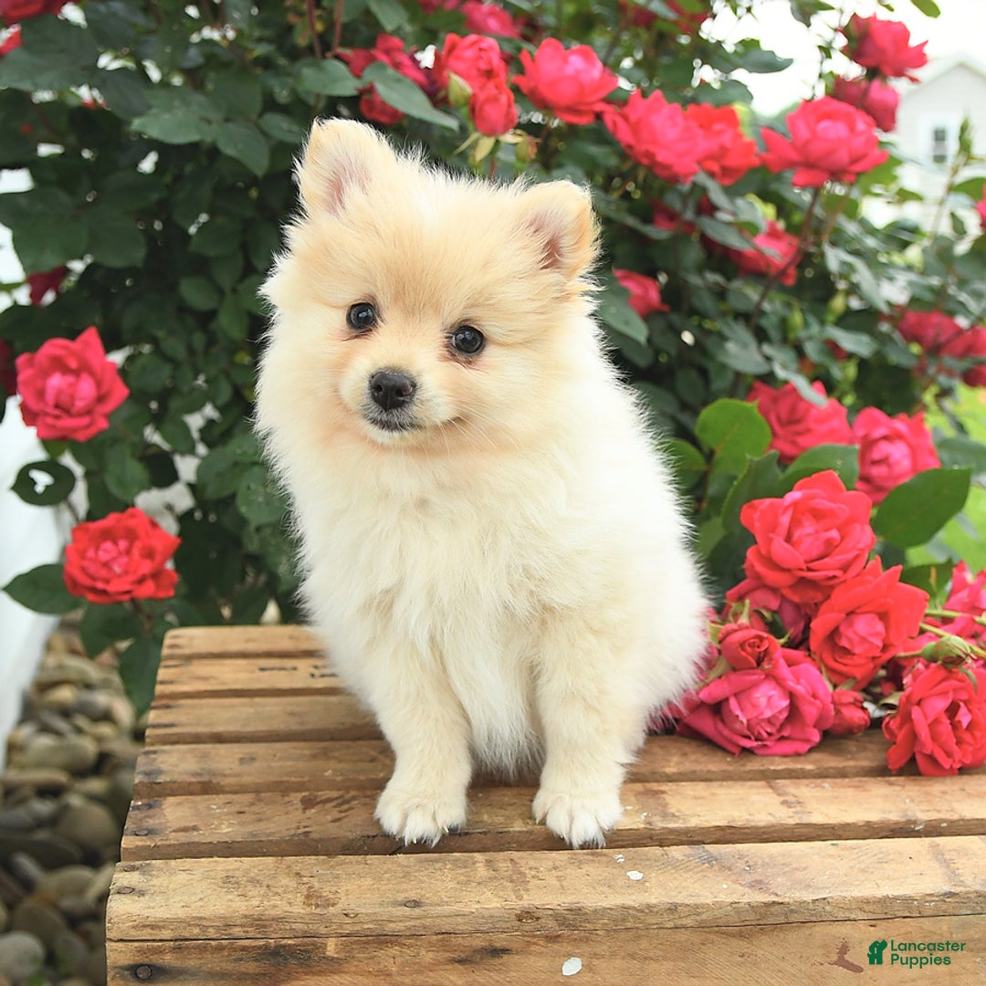 Pomeranian dogs for sale: Jess - Image 1