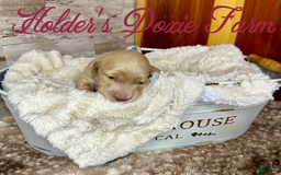 Miniature Dachshund dogs for sale: Thelma Lou - Image 3