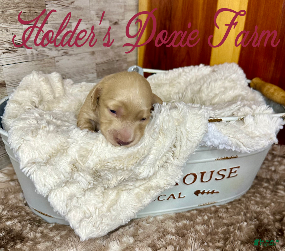Miniature Dachshund dogs for sale: Thelma Lou - Image 3