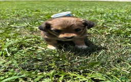 Chihuahua dogs for sale: Bella - Image 1