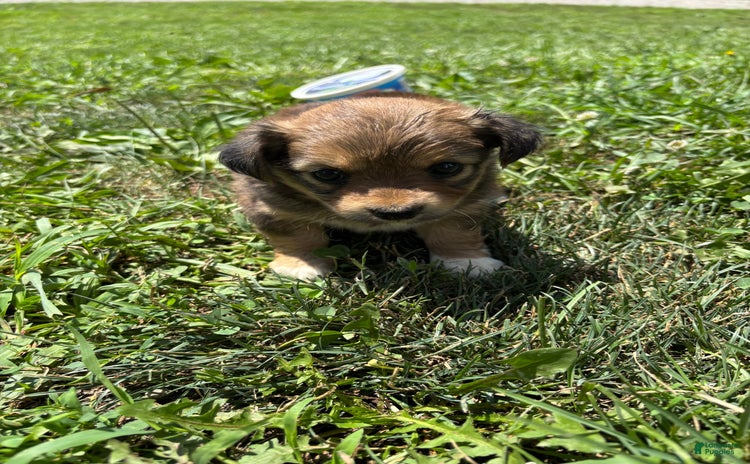 Chihuahua dogs for sale - Ad 1