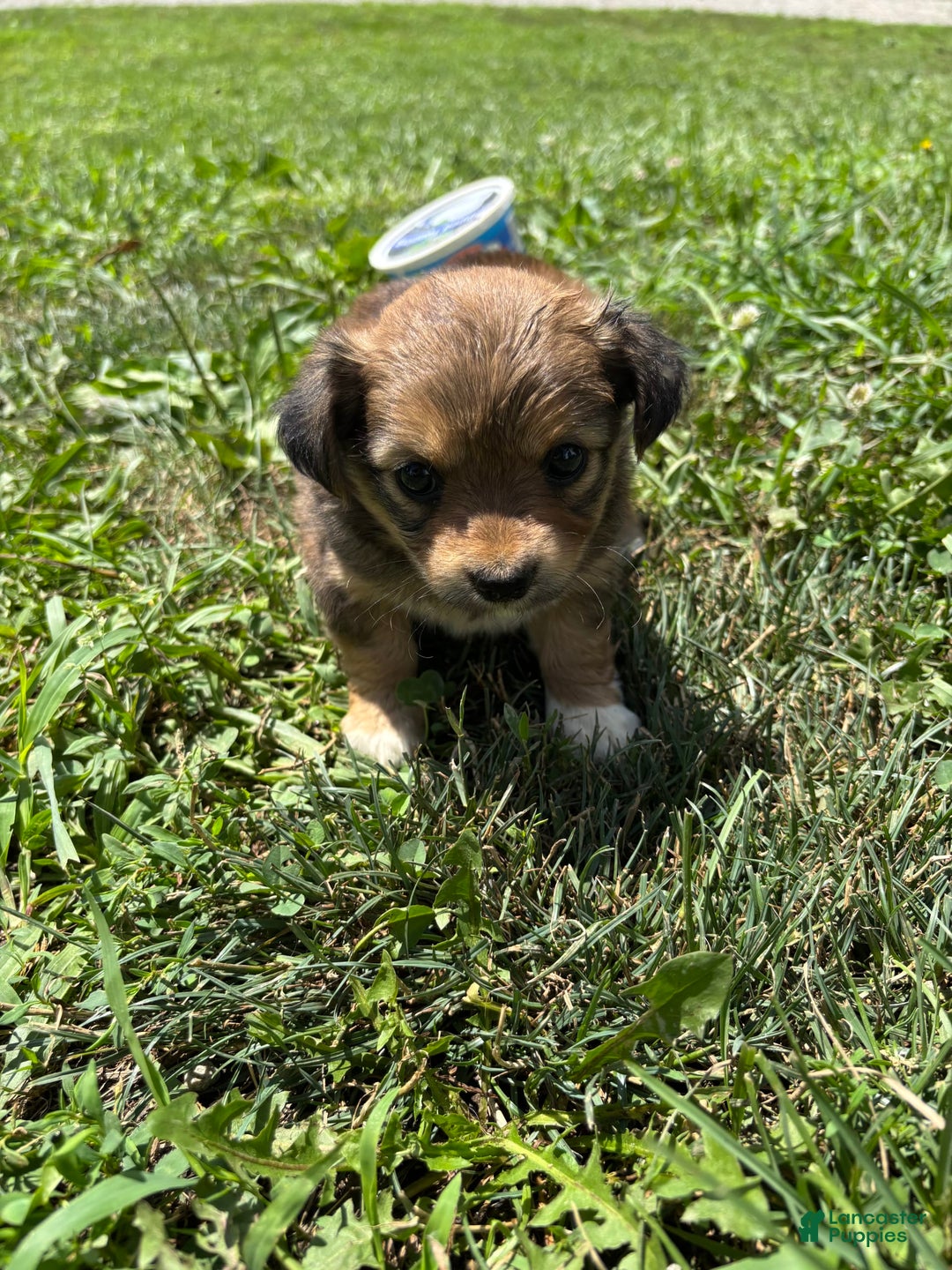 Chihuahua dogs for sale: Bella - Image 1