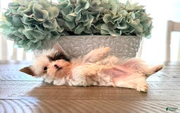 Yorkshire Terrier dogs for sale: Daniel - Image 20