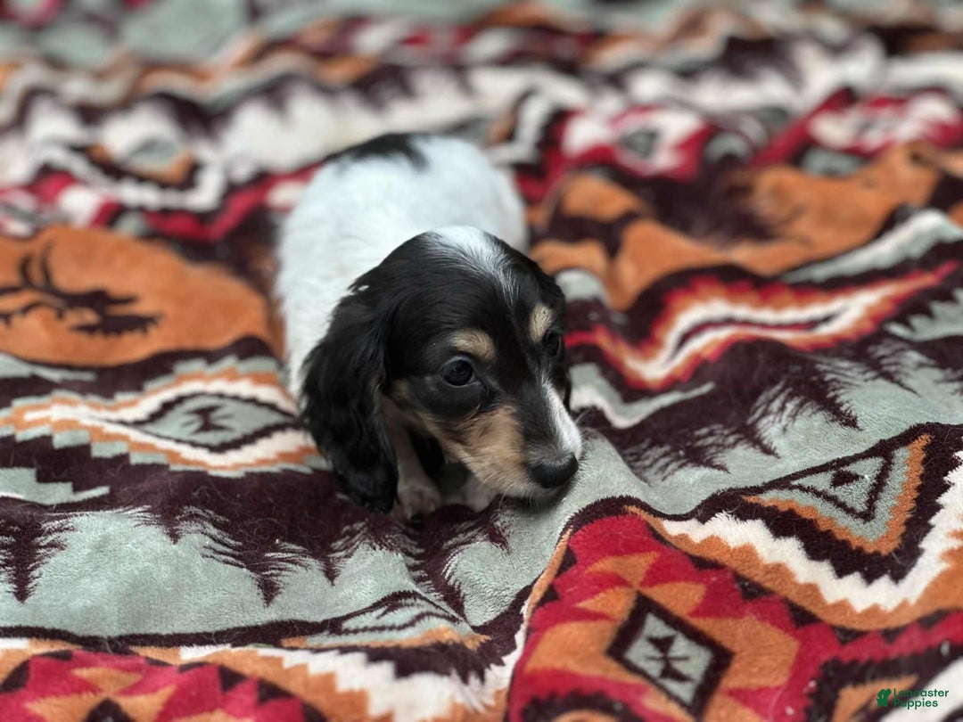 Miniature Dachshund dogs for sale: Blitz - Image 1