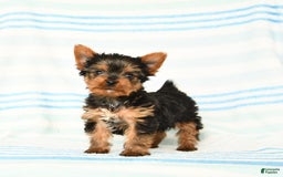 Yorkshire Terrier dogs for sale: Yorkshire Terrier 4 puppies - Image 10