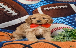 Cockapoo dogs for sale: Croydon - Image 10