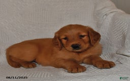 Golden Retriever dogs for sale: Golden Retriever 11 puppies - Image 13