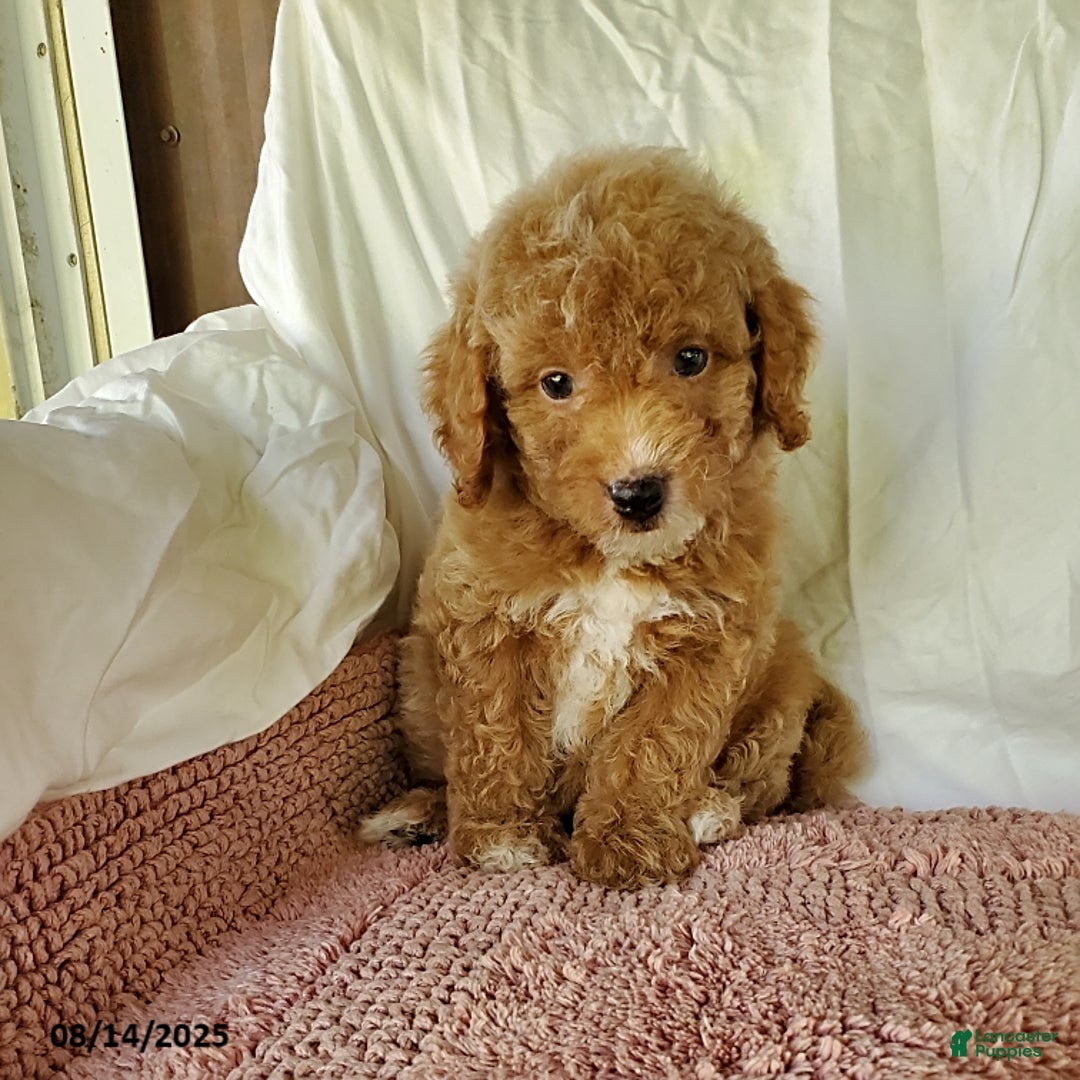 Mini Goldendoodle dogs for sale: Candie - Image 4