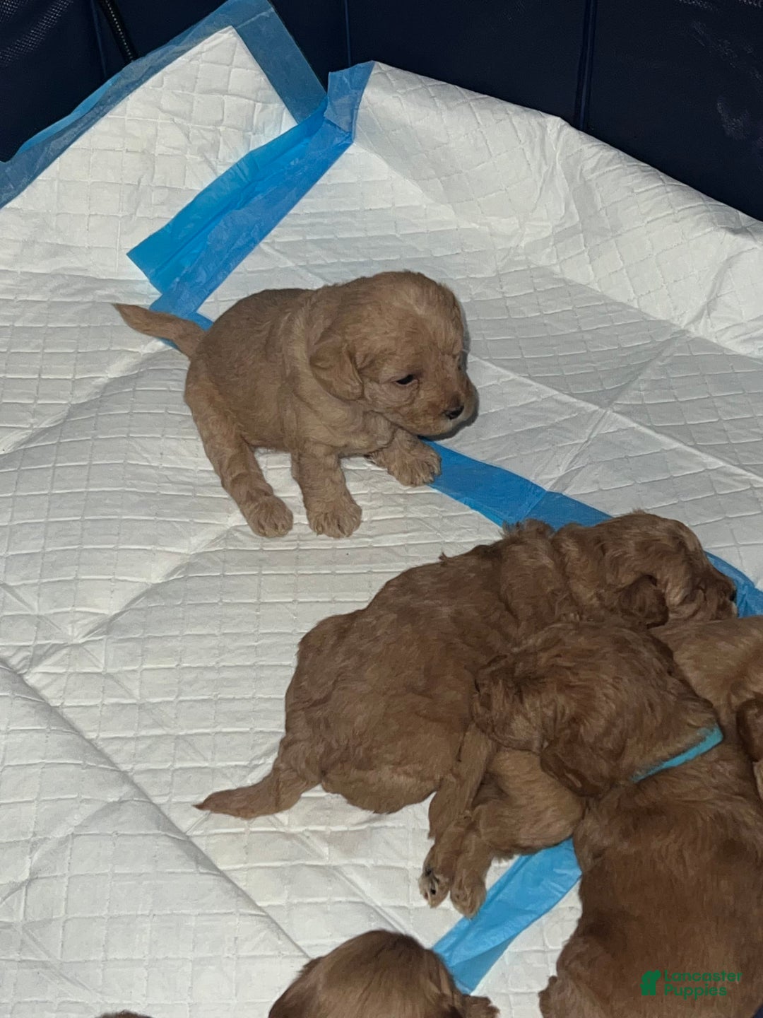 Cavapoo dogs for sale: Charlie - Image 8