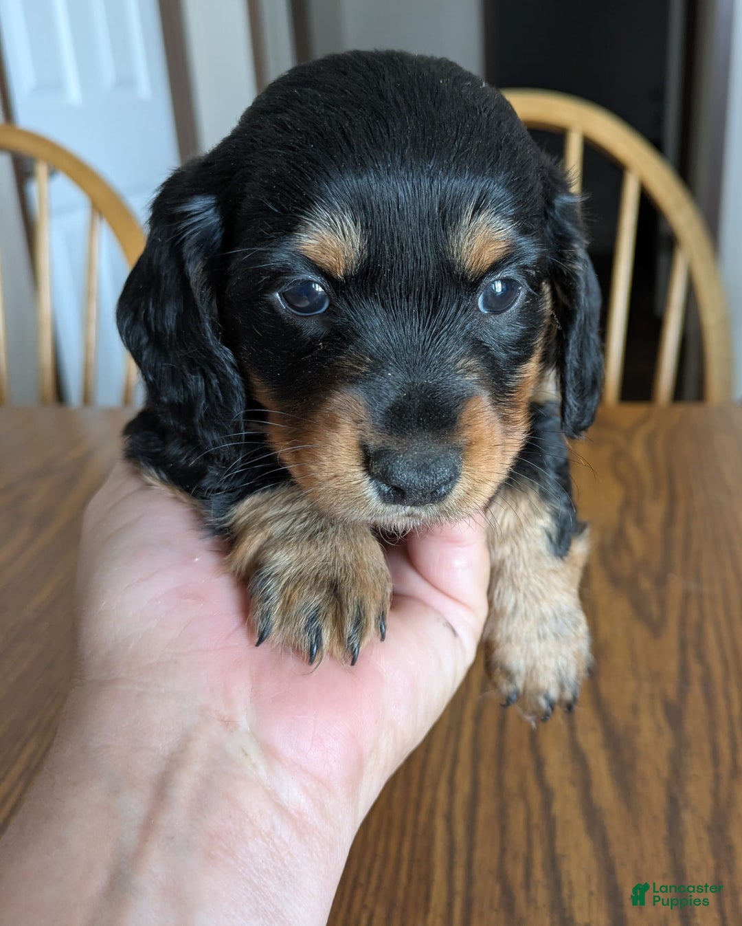 Miniature Dachshund dogs for sale: Brock - Image 5
