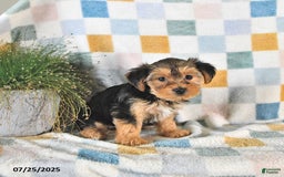 Yorkshire Terrier dogs for sale: Tessa - Image 1