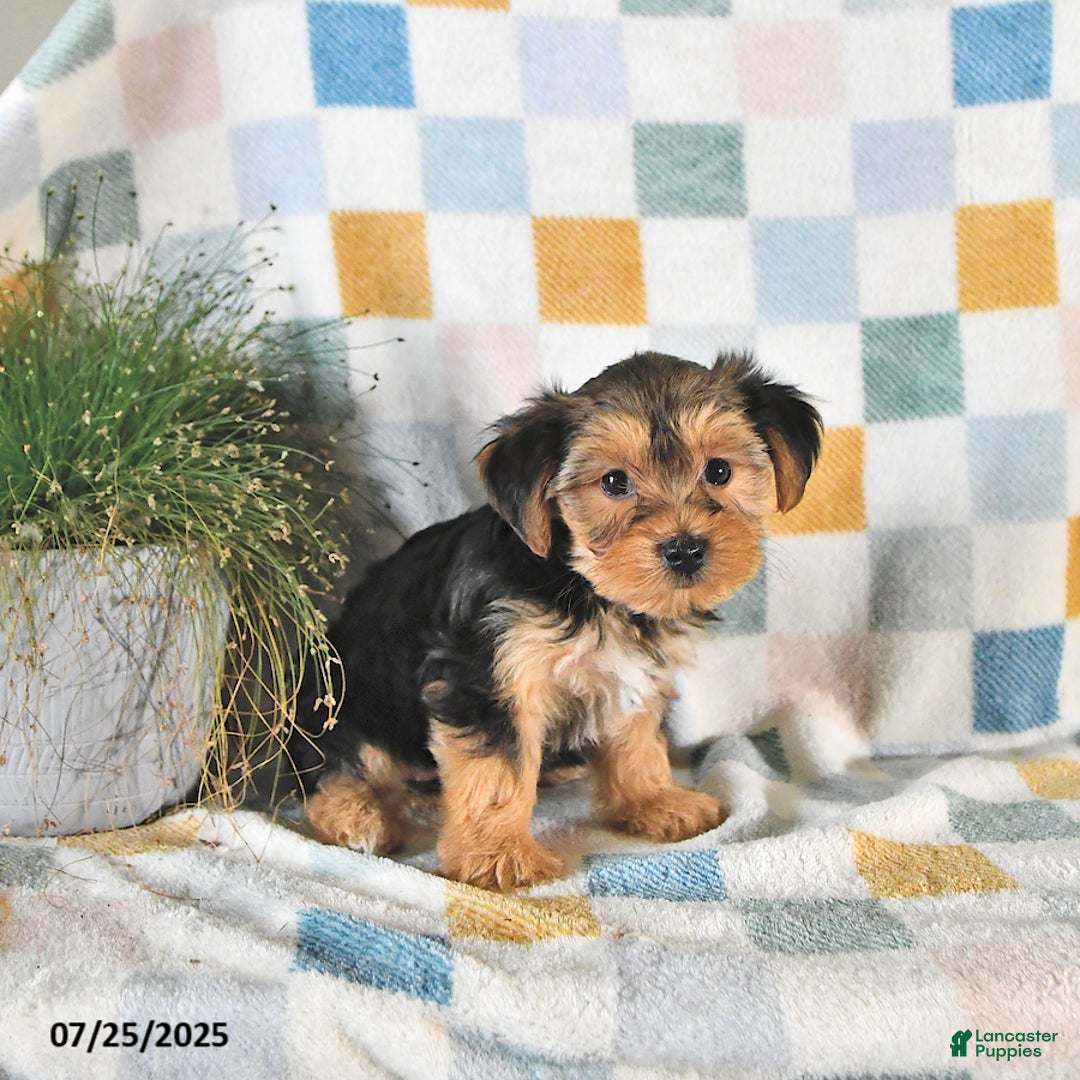 Yorkshire Terrier dogs for sale: Tessa - Image 1
