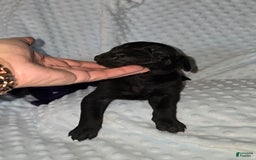 Great Dane dogs for sale: Storm - Image 14