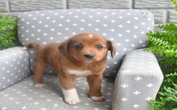 Shiba Inu dogs for sale: Elvis - Image 1