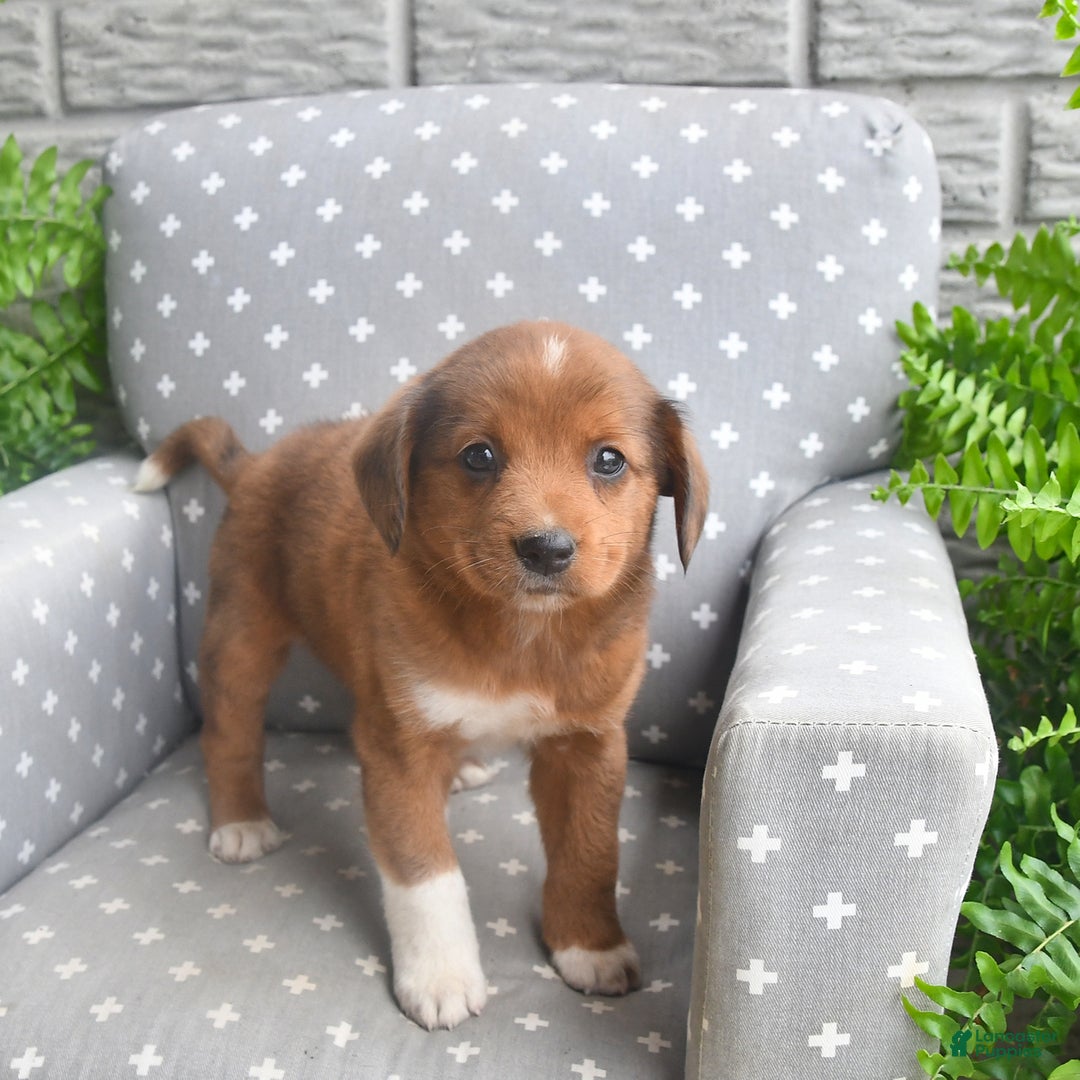 Shiba Inu dogs for sale: Elvis - Image 1