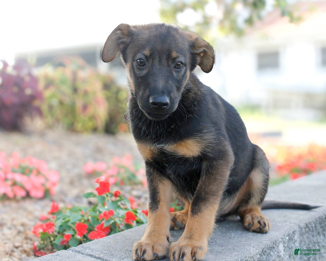 German Shepherd dogs for sale: Jerimiah - Image 5
