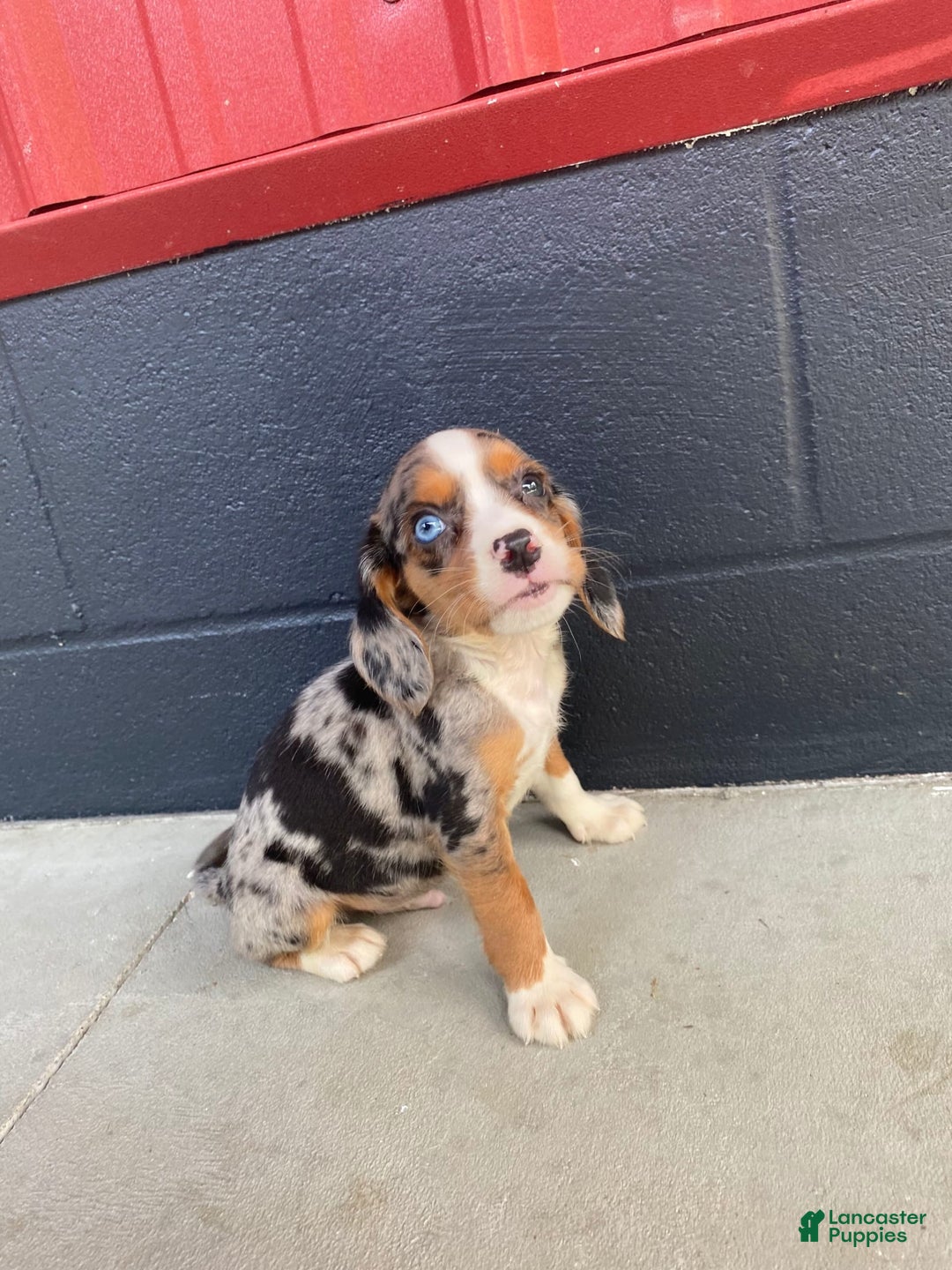 Beaglier dogs for sale: Anthony - Image 1