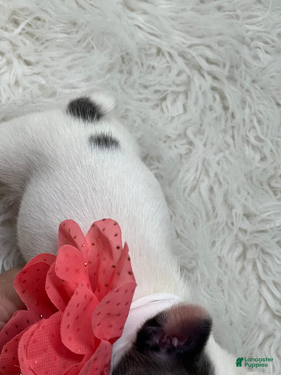 French Bulldog dogs for sale: Tilly - Image 1
