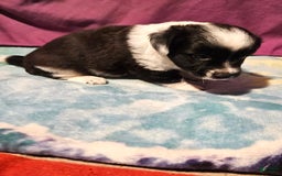 Chihuahua dogs for sale: Mani - Image 14
