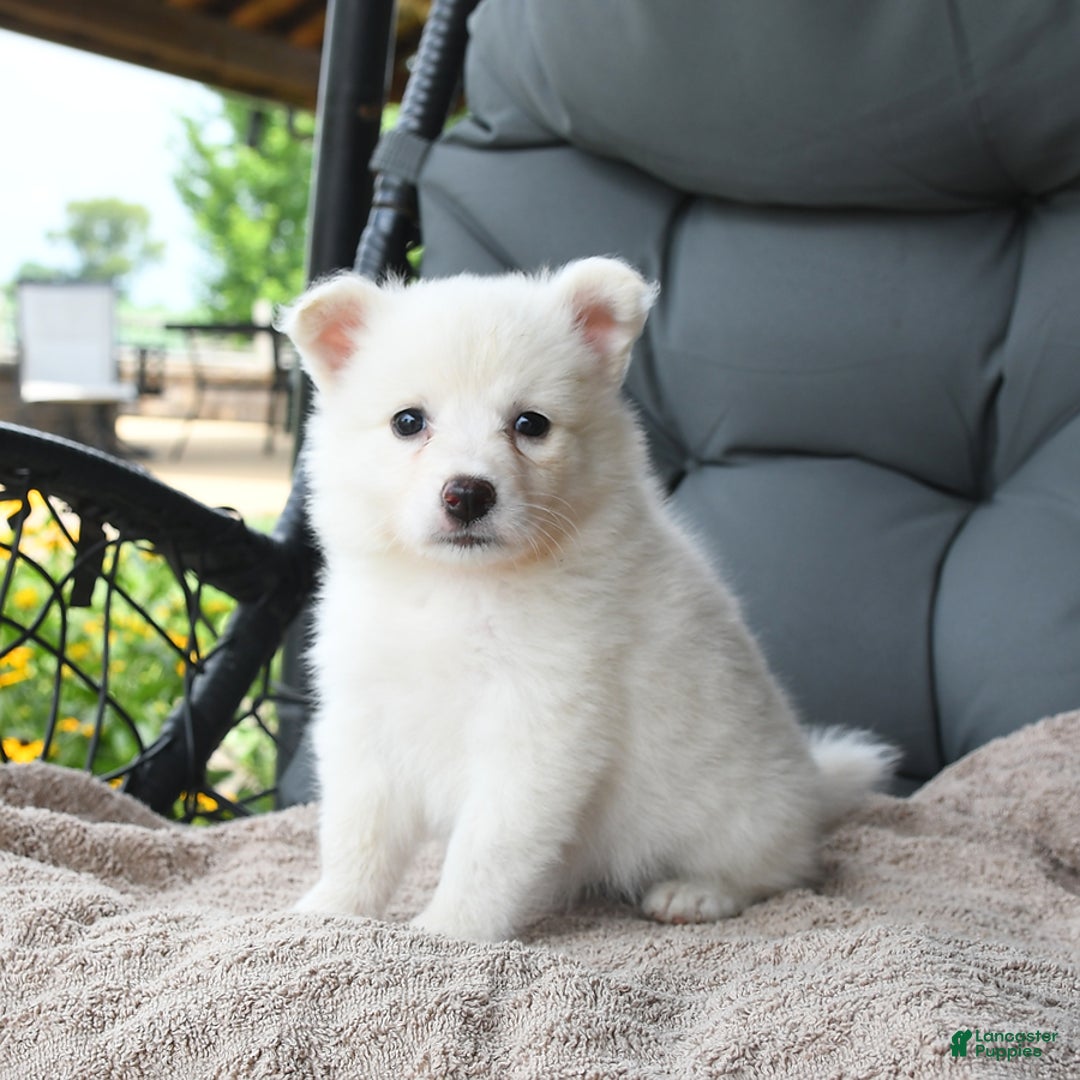 American Eskimo dogs for sale: Fifi - Image 1