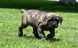 English Mastiff dogs for sale: Vicky - Image 1
