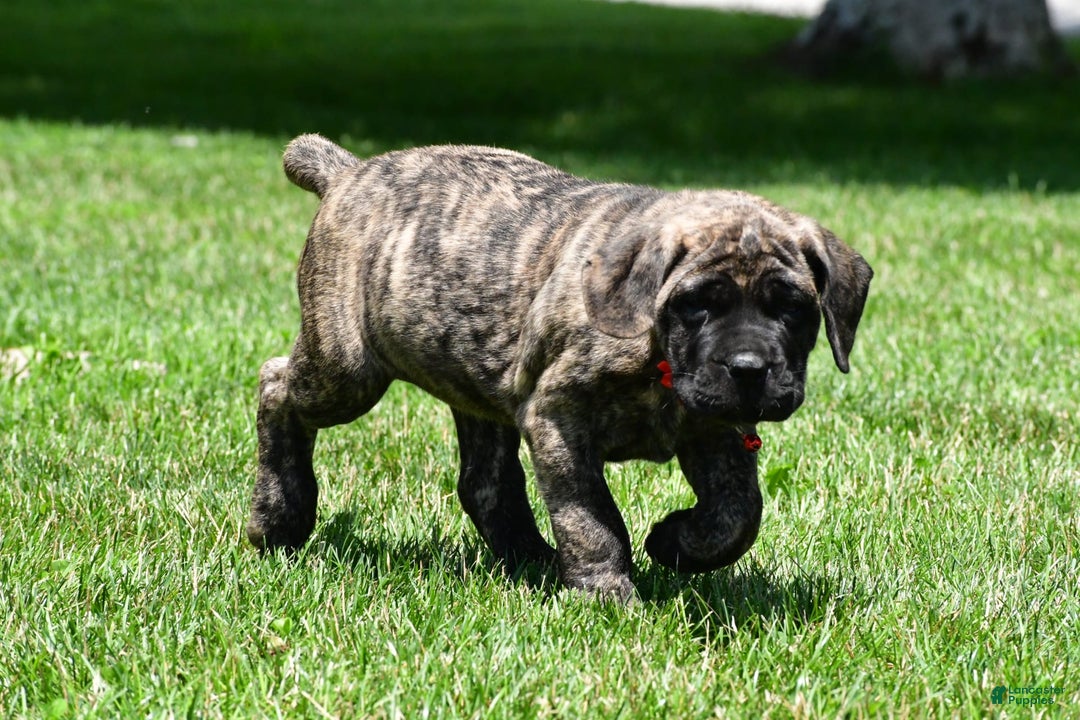 English Mastiff dogs for sale: Vicky - Image 1
