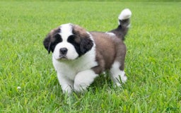 Saint Bernard dogs for sale: Holly - Image 14